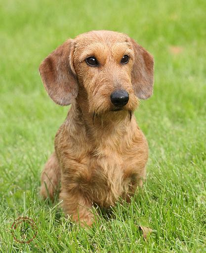 Dachshund 9Y426D-207.JPG